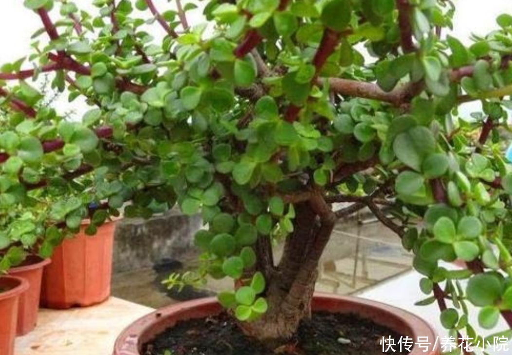 植物|2种植物长得快，三五年养成老桩，越养越值钱