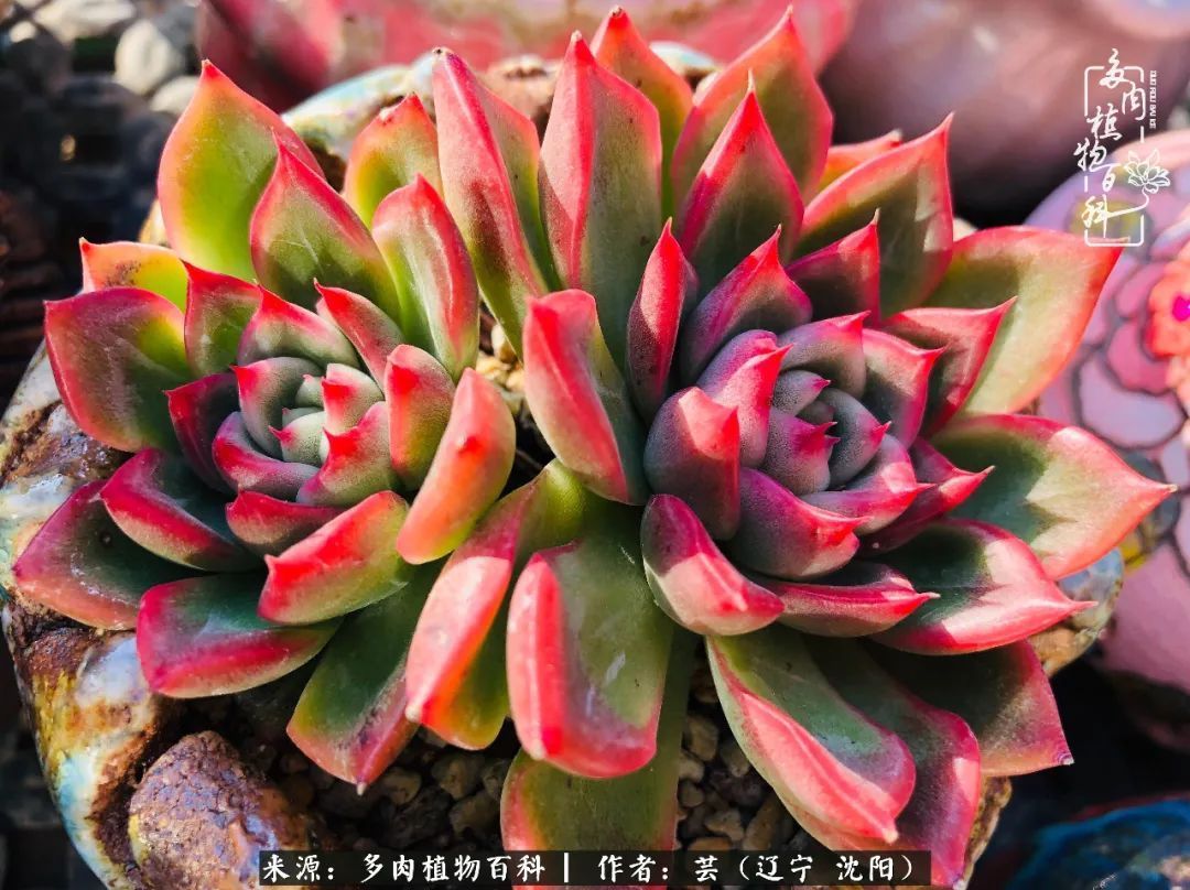 血罗|万物皆有灵性，一年四季有多肉陪伴真好！