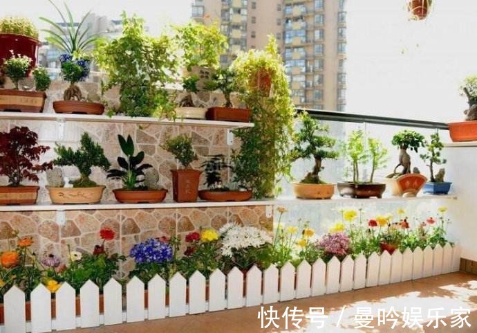 橡皮树|杭州发现一户人家阳台，太惊艳了，像御花园一样美，拍给大家晒晒