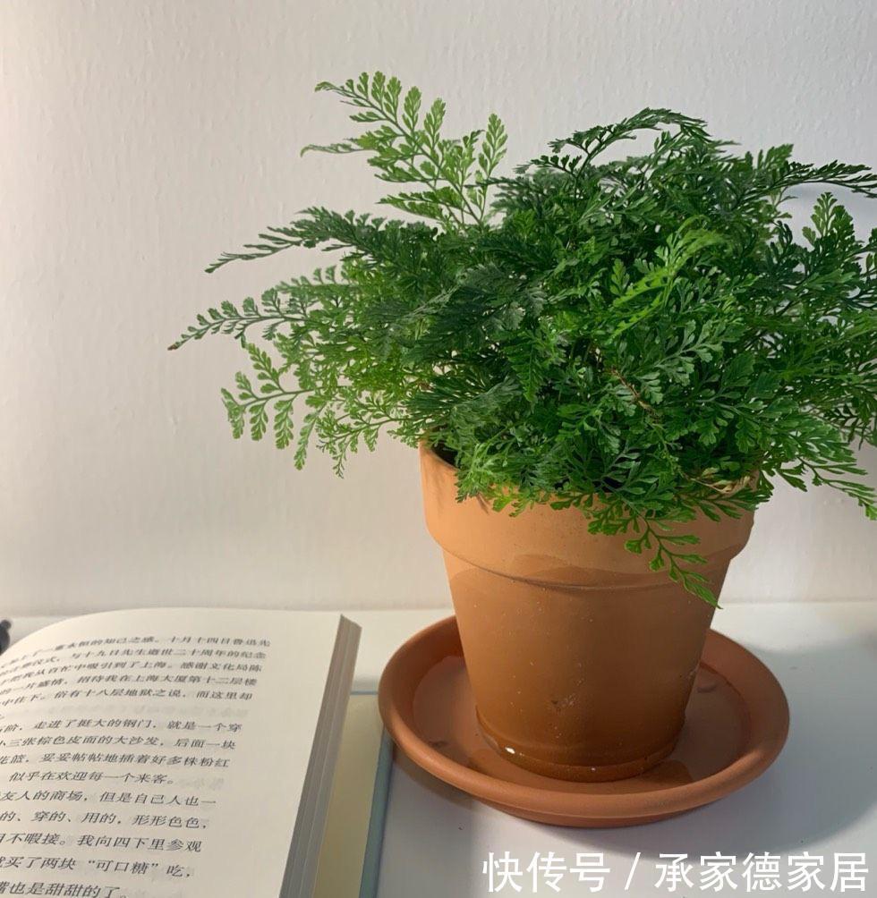 枝叶|室内光照不足,就养4种耐阴绿植,枝叶翠绿茂盛,有精神有活力