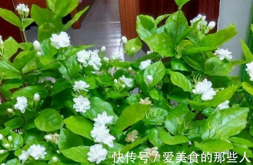 11月养茉莉,狠心剪1刀,做好4个不能,来年长势猛,花艳