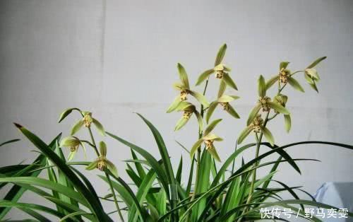 养兰花养护不当容易烂根，花苞也枯萎，一招教你“解决”