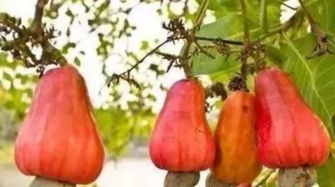 葡萄|世间这8种奇葩水果,我就吃过一种,你要是全部都吃过,就腻害了