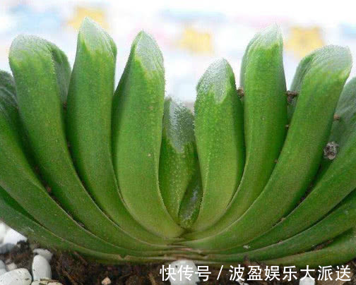 肥料|多肉玉扇叶片干瘪怎么办教你3个小妙招,盆栽玉扇饱满还爆盆