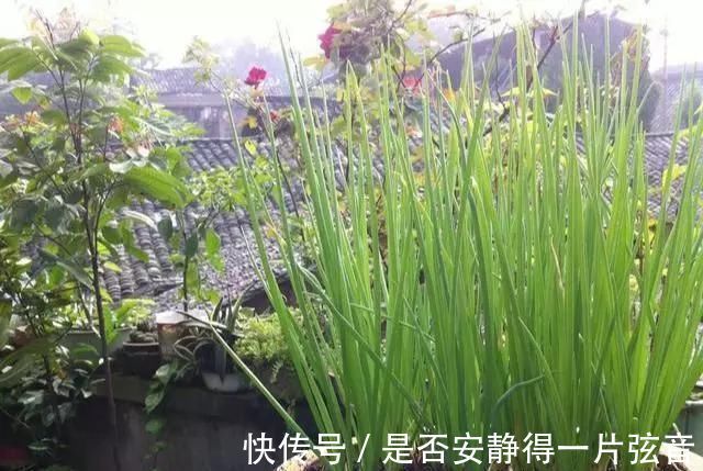 茼蒿|阳台就是大菜园，这6种蔬菜都能种，一年不用买菜，全家都够吃
