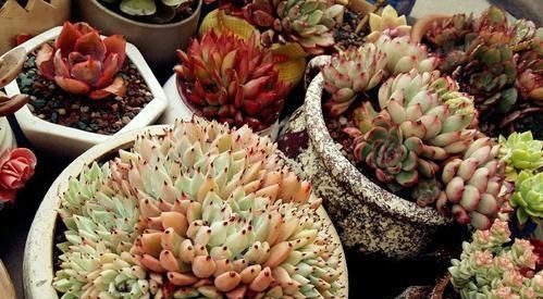 养多肉有4忌,避开了才能长得胖乎乎,独苗变成群生小老桩