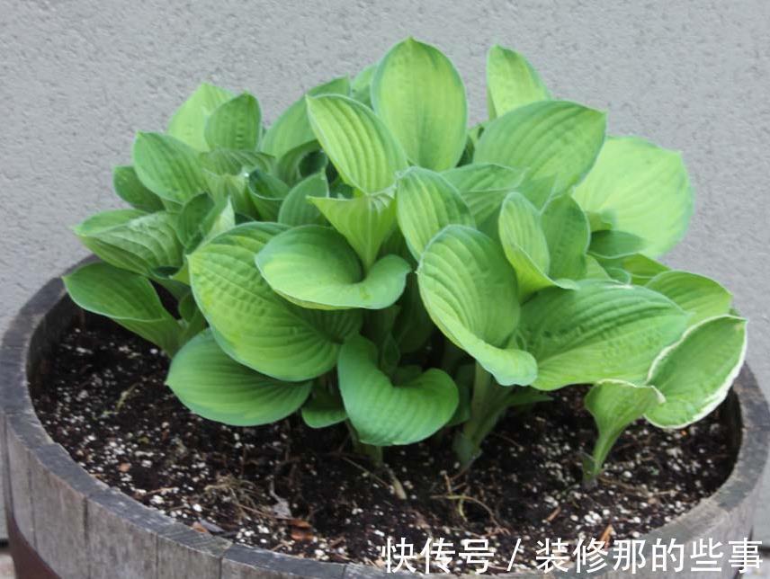 花草|在城里养花,盆栽旧土不丢,这么一处理,比刚买的新土都好使