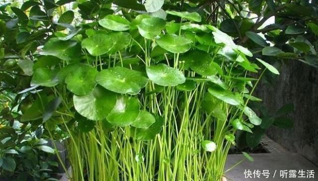 要领|老花农养铜钱草，记住3个“要领”，叶子大又绿，疯长到爆盆