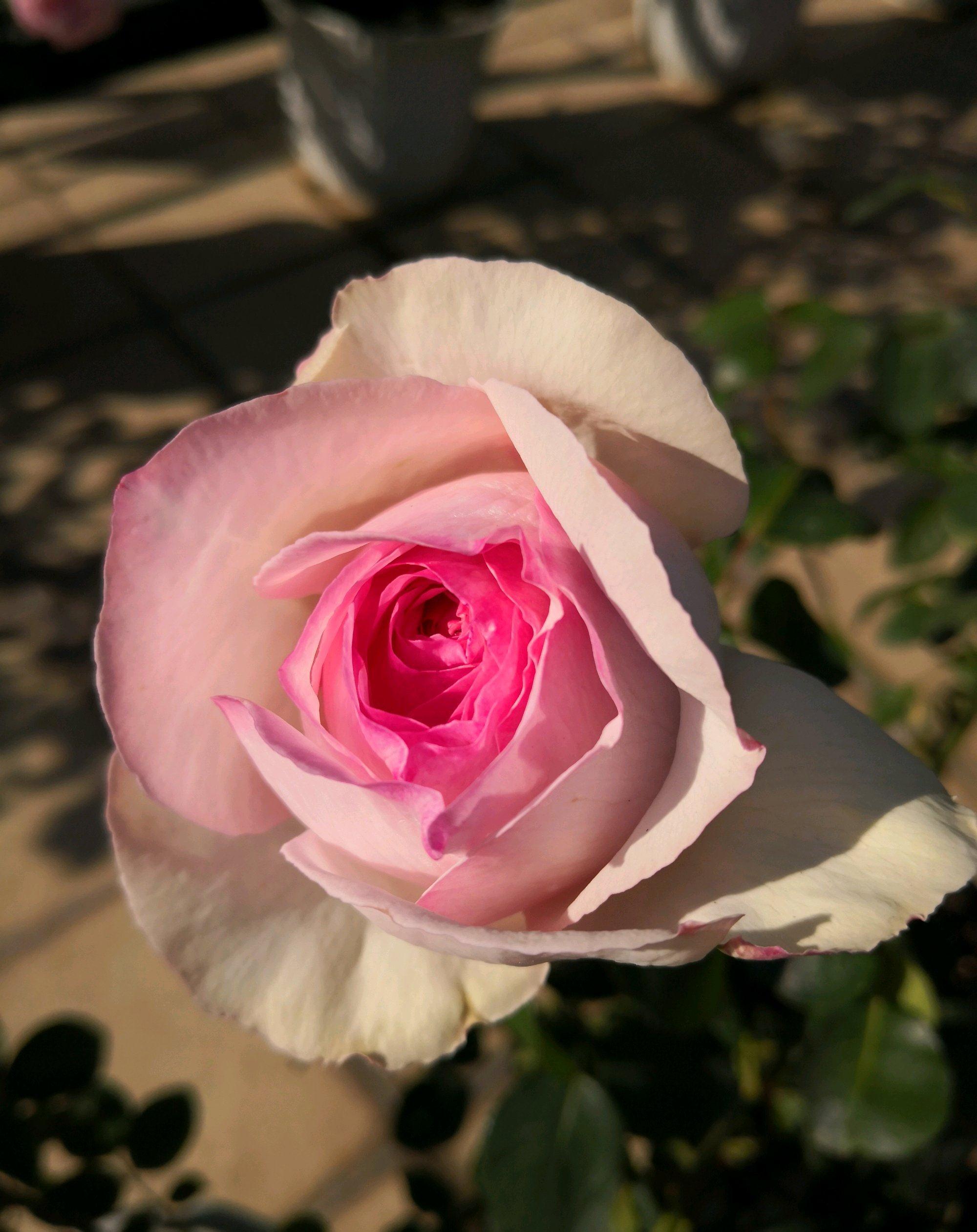 伊芙乙女心，月季界的仙女，又美又仙，浓香四溢，四季花开