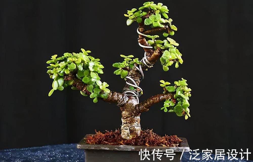 修剪|养金枝玉叶有“4忌”，避开枝干粗壮，不黄叶不掉叶，长成小老桩