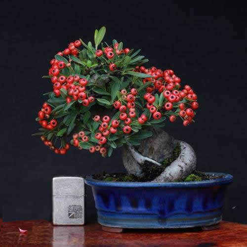 案头|“微型盆景”,我只服此3种,置于案头,让人一见钟情