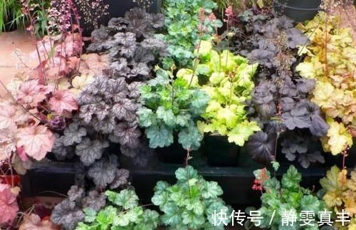 5种“耐寒花”，趁着秋天种一盆，爆花3个月，冬天不寂寞