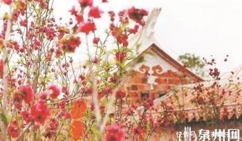 中年|泉州:一城繁花开画卷 出门踏青赏花正当时