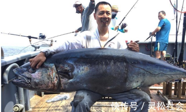 深海船|深海船钓的时候，钓上来的鱼为什么要立马放血？