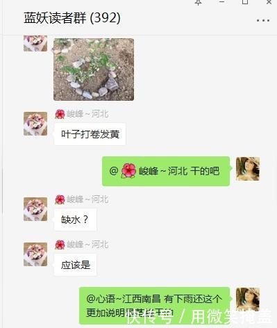 月季地栽莫大意,这3点不注意很容易挂!月季地栽莫大意,这3点不注意很容易挂!