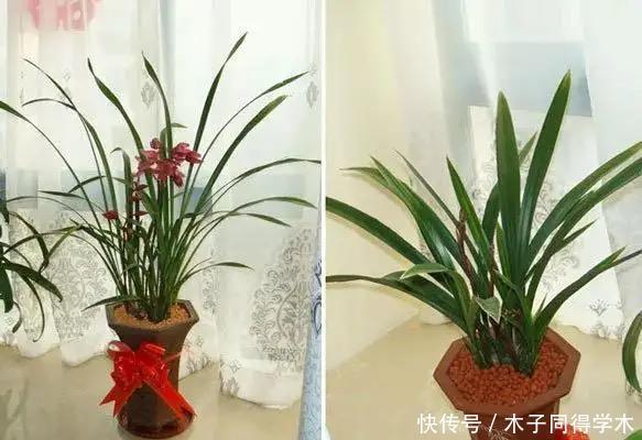 养兰花究竟有多难?听了王姐一番话才知道,原来的养护方法都错了