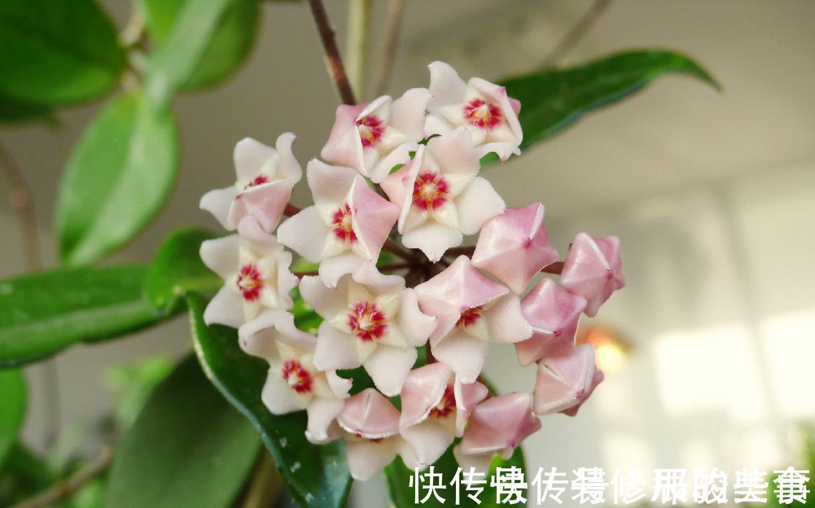 非洲堇|养花试试这几款,即使全年不见阳光的室内也可以长势良好