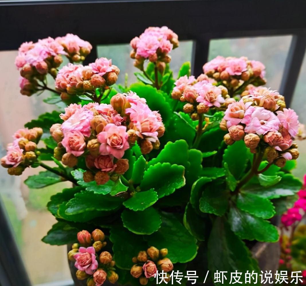 寿命长的“3种花”,最喜欢用小盆栽种,盆越“小”长得越好