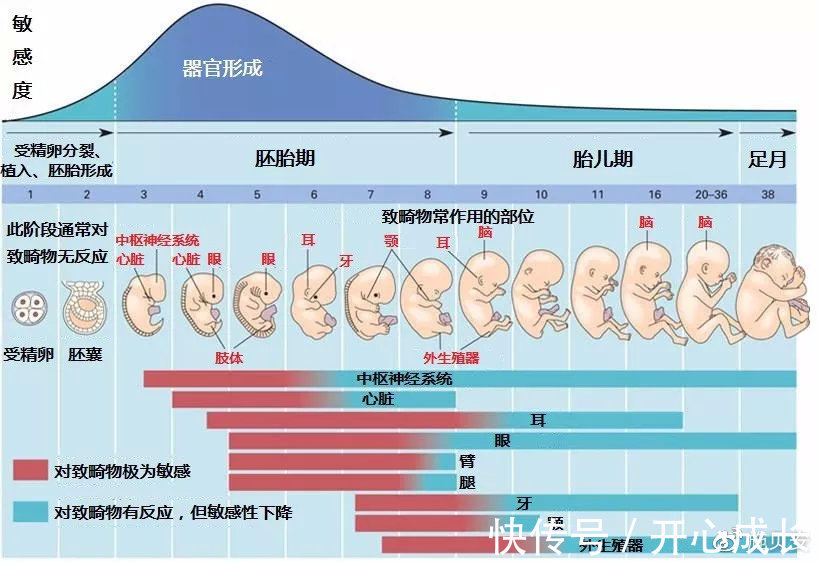 大脑|孩子补充DHA要趁早！DHA保护宝宝视力，促进脑部发育！