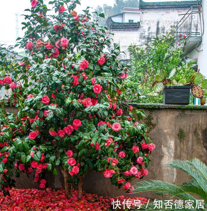 吉祥花|10大“吉祥花”适合养客厅，格调高，株型美，旺财又护家