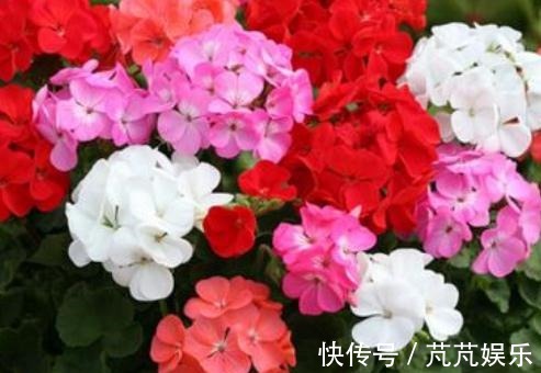 天竺葵开花,只能开“一季”多吃“一绿”,每天一点,四季开花