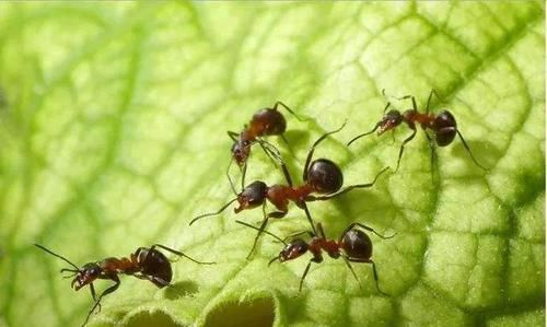 花盆里有蚂蚁是好事吗 花盆里有蚂蚁是好事吗