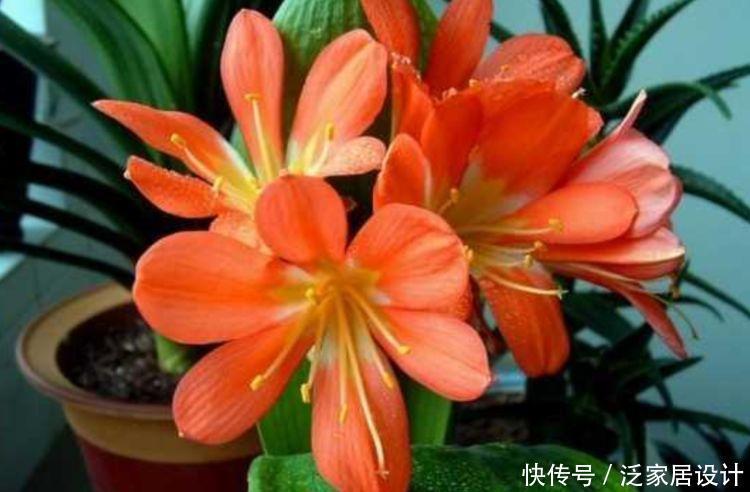 自带“贵气”的4种花,养家里1盆,不仅长得漂亮,名字也好听