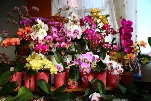 蝴蝶兰|4种花仙气飘飘，家里养1盆，气质出众，上档次！