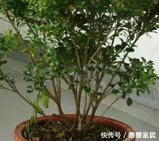 养花就用这三种神仙水,比花肥好用100倍,养啥都能爆满盆