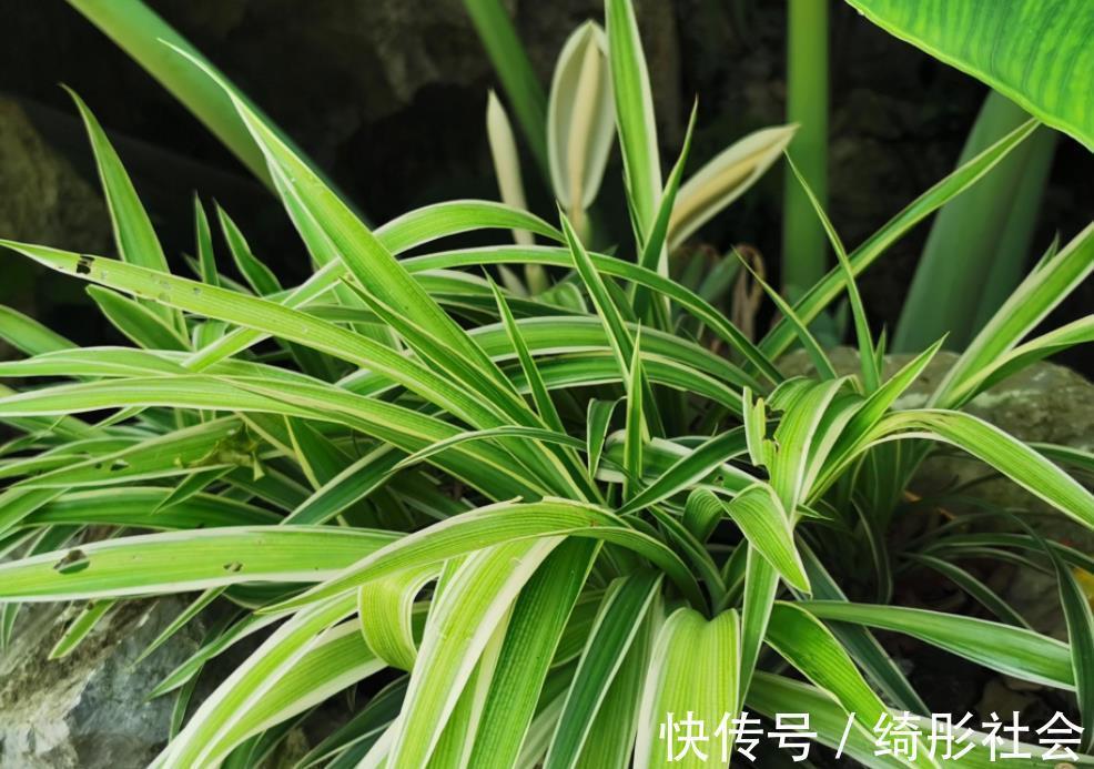 金边吊兰|夏天养金边吊兰，勤喷它，匍匐茎猛窜不停，1个月就长成瀑布