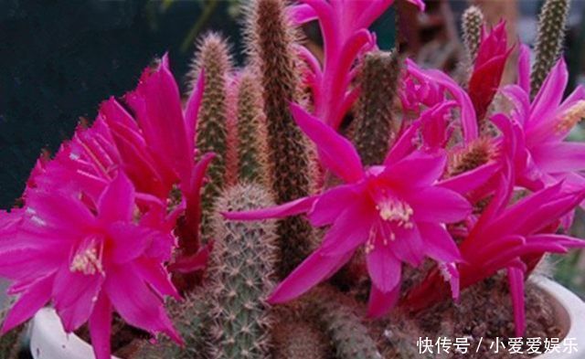 养殖|家里养几盆这样的花,别人看了都羡慕,太美了