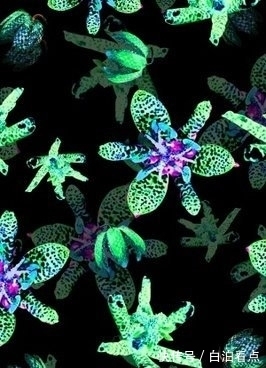 养花|喜欢养花,那就养一盆自然界中最奇特的花:黑点草菊,花朵似蟾蜍