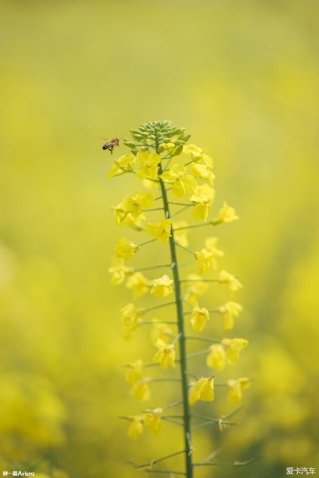 春暖花开，踏青正当时