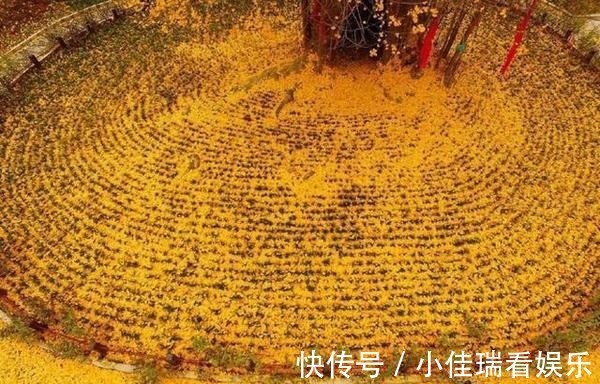 乡村路|“中国最美乡村路”又添一景，距4000年银杏仅3公里