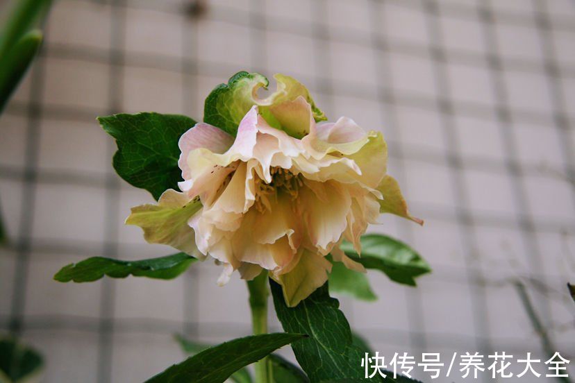 冬日里的玫瑰|1种花被称作“冬日里的玫瑰”，学名虽不好听，颜值超高很耐寒