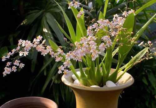 花卉|2种懒人花,光照不好也能开爆盆,是阳台盆栽佳品!