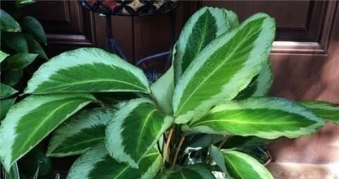 浓肥|别养绿萝了,2种花超耐阴,采光不好也能长得好,叶子浓绿盆盆爆