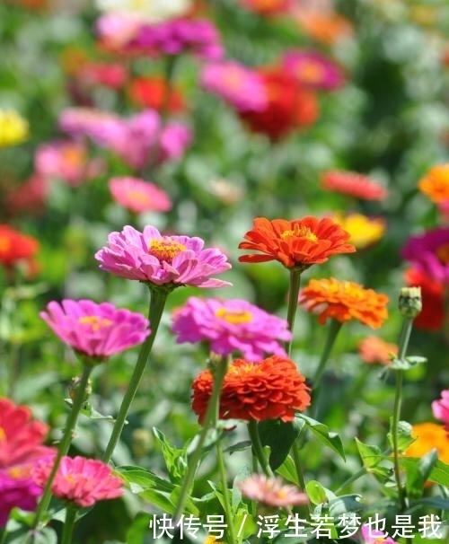 牵牛花|有院子可养“4种”皮实耐热的花,自播能力强,开成一片浪漫花海