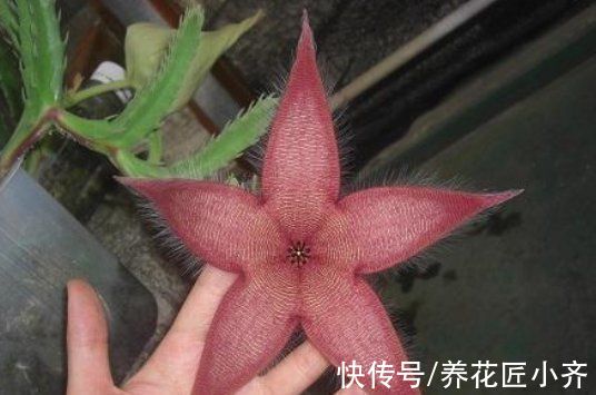 9种“巨花”植物，开花堪比“脸盘”，美得很独特，美得很霸气