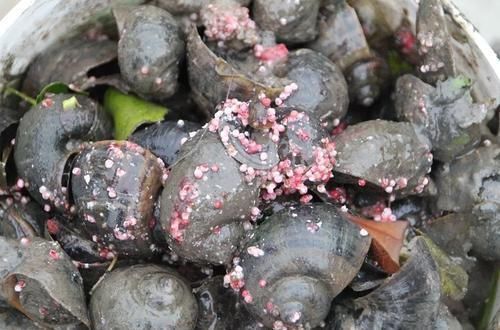 泛滥成灾|作为食物引进我国,却因寄生虫高达6千条被禁,见到请立即除掉