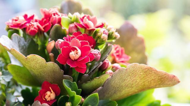 养花就养此3种，花朵硕大颜色鲜艳，好养易活爆盆容易，人见人爱