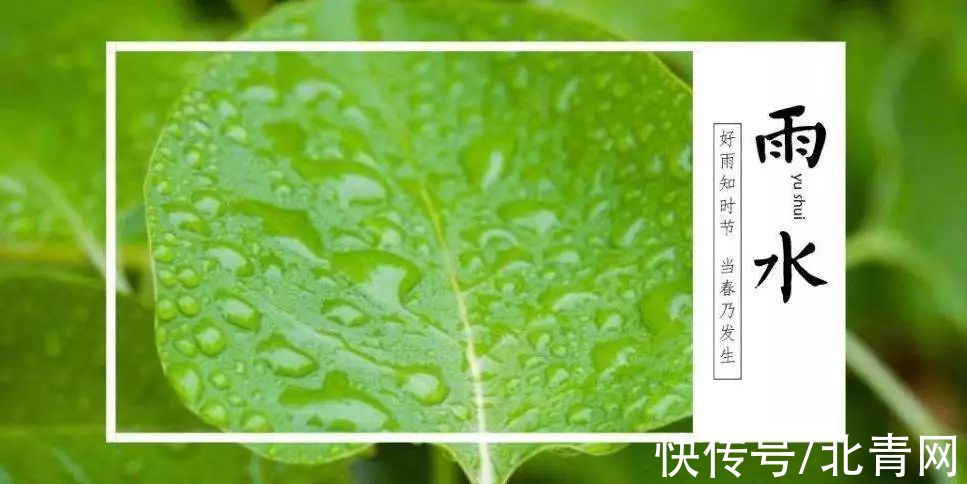 香椿|今日雨水，该吃它啦！健脾祛湿又排毒，阳气足少生病