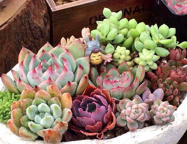 多肉叶插不长芽,记住1个“小方法”,7天冒小芽,轻松长满盆