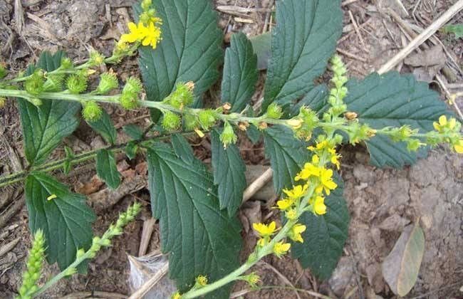 脱力草|一个大补虚劳的方子,肾虚、脾虚、气血虚,一味药材,从头补到脚