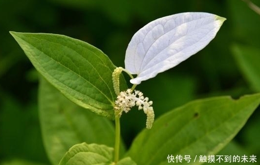 脚气|池塘边生长的野草,老农用来治脚气,称为“白舌骨”,价值珍贵