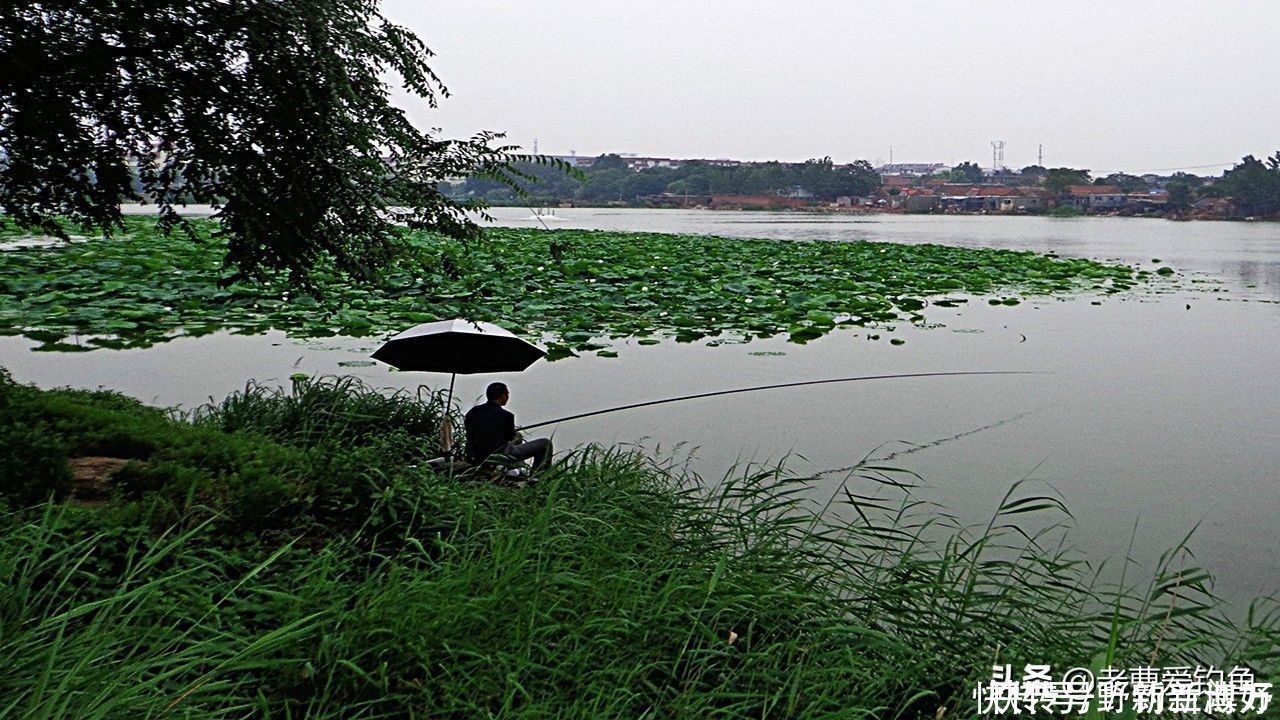 渔获|同样都是钓鱼，为何专业钓鱼人，不如三农钓鱼人渔获多？