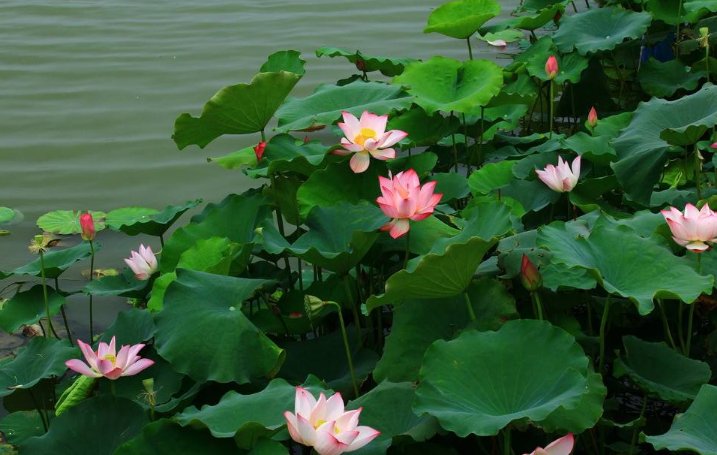 荷花和莲花不是同一品种？学会几个小技巧轻松辨别，涨知识