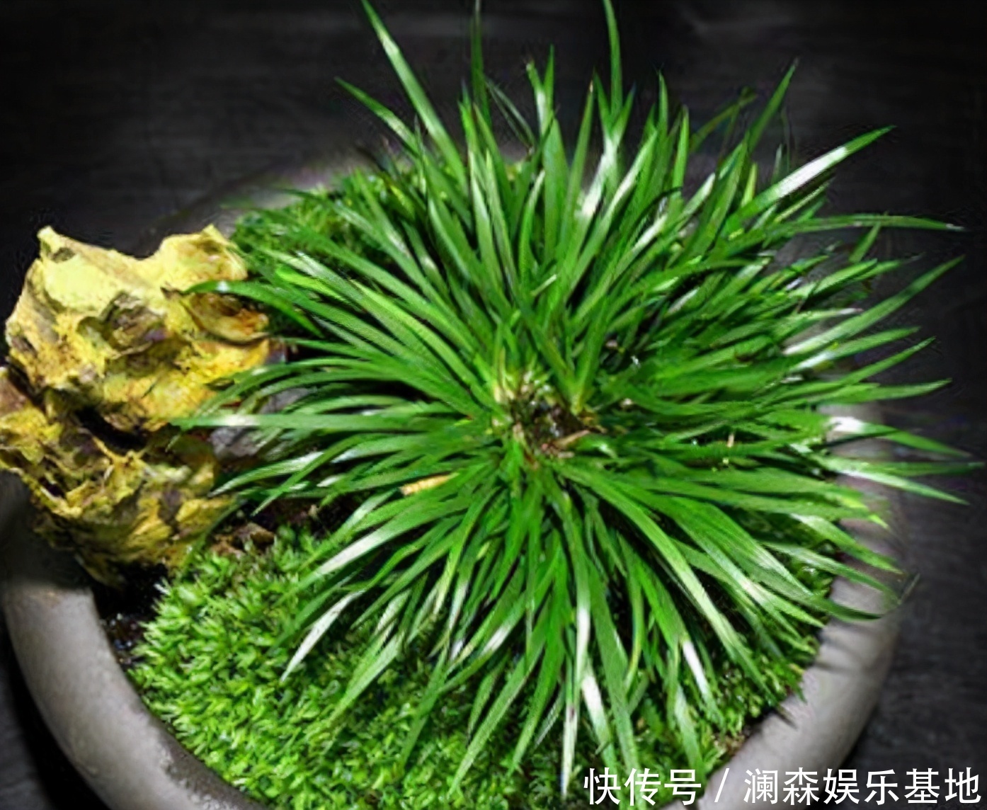 观赏价值|路边遇见三种小植物,建议及时移栽,个个是好盆景