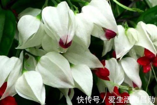 瑞香|家里阳台必养此款花卉,365天开花不断,花团锦簇,比牡丹还美