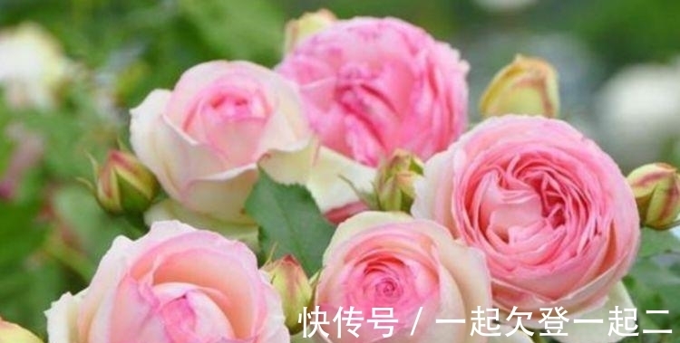 最适合新手养的4种花,沾土就能活,丢盆里猛长,开花多又美